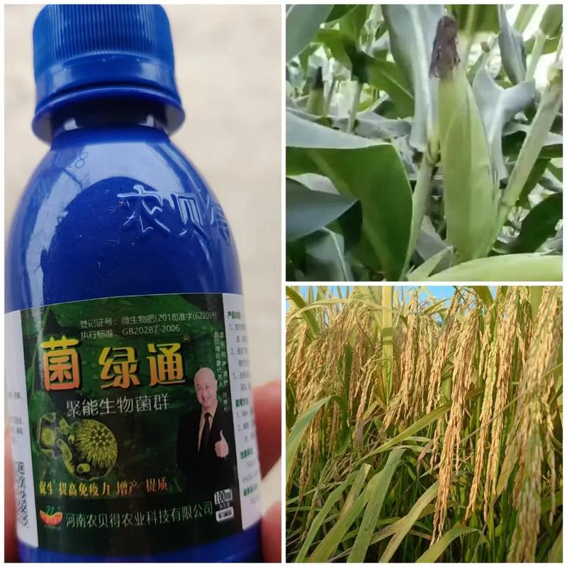 菌綠通 農(nóng)業(yè)技術(shù)推廣的綠色引擎，賦能農(nóng)作物提質(zhì)增效